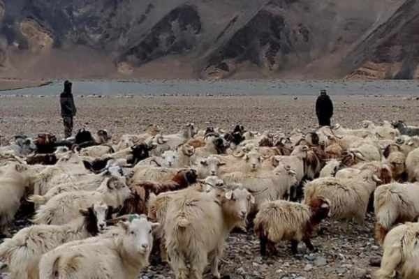 Tensions at the Border: Indian Graziers Stopped by Chinese Soldiers in Ladakh Indian Graziers Stopped by Chinese Soldiers in Ladakh